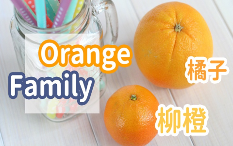 檸檬是柑橘類嗎 citrus fruits 檸檬萊姆與常見柑橘水果分類