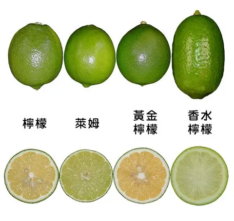 檸檬是柑橘類嗎 Citrus Fruits 檸檬萊姆與常見柑橘水果分類