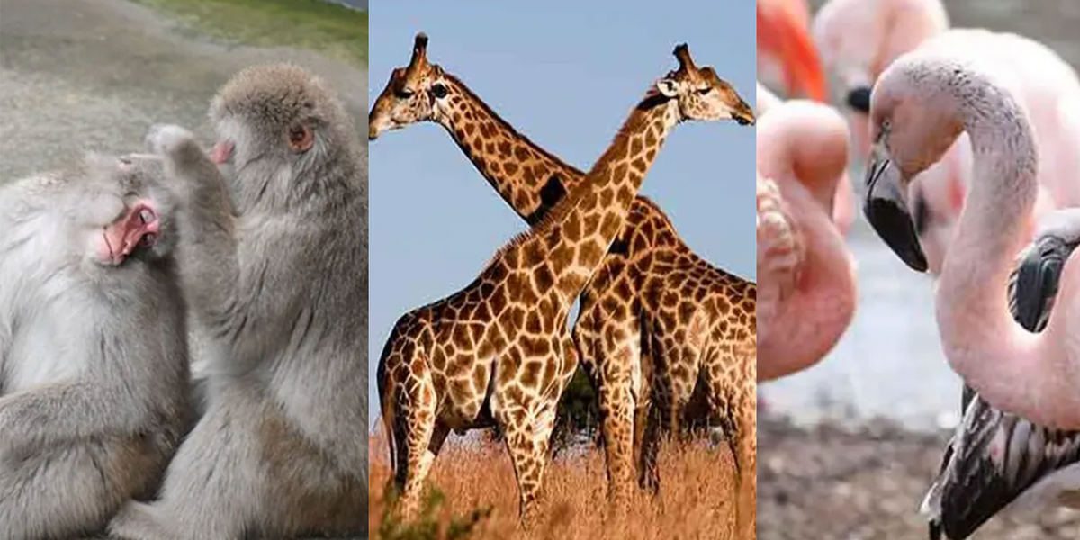 女生雙性戀 Bisexual 特質介紹與自我認同探索指南