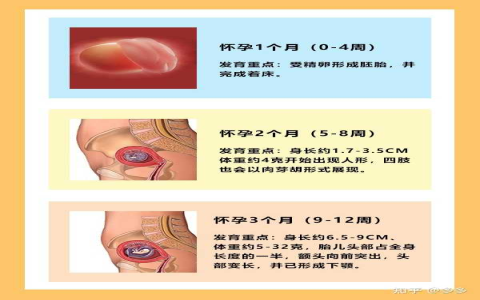 23 週是幾個月 pregnancy week 23 懷孕中期胎兒發育