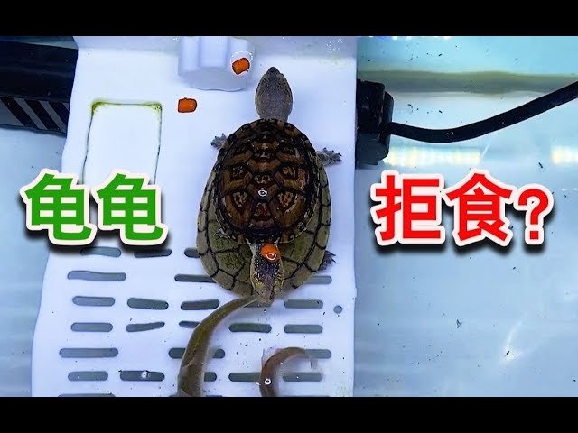 烏龜不吃東西怎麼辦 拒食原因分析與飼養環境檢查