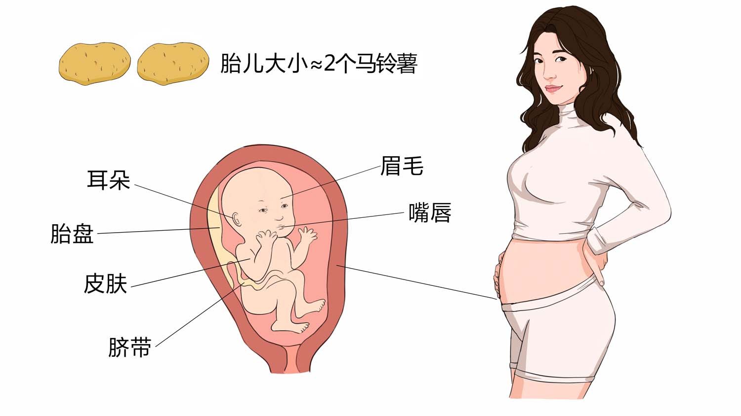 23 週是幾個月 Pregnancy Week 23 懷孕中期胎兒發育