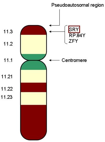 雙性人英文Intersex意思解析 性別光譜與相關醫學名詞介紹