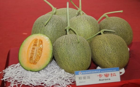 哈蜜瓜英文hami melon與cantaloupe差別 甜瓜種類介紹