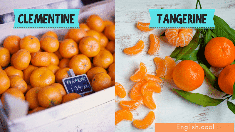 橘子柳丁英文Orange Tangerine與Mandarin品種差別