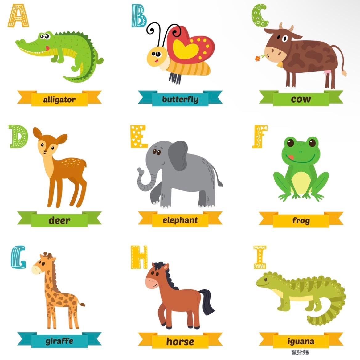 A開頭的動物英文單字 Alligator Antelope與Alpaca介紹