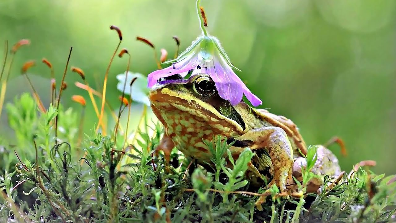 No Matter What歌詞翻譯 Boyzone經典名曲 中英歌詞對照