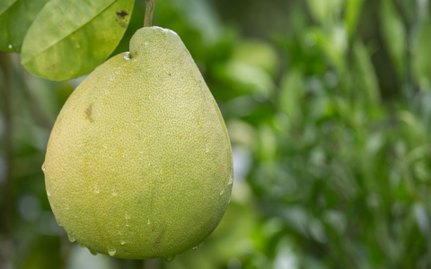 橘子柳丁英文orange tangerine與mandarin品種差別