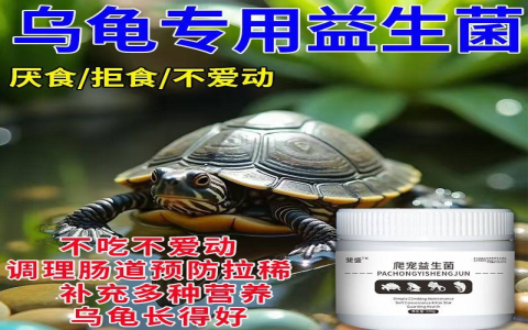 烏龜不吃東西怎麼辦 拒食原因分析與飼養環境檢查