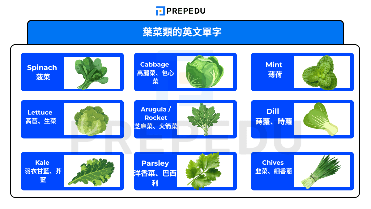 高麗菜的英文Cabbage挑選與保存方法 常見蔬菜英文單字圖鑑