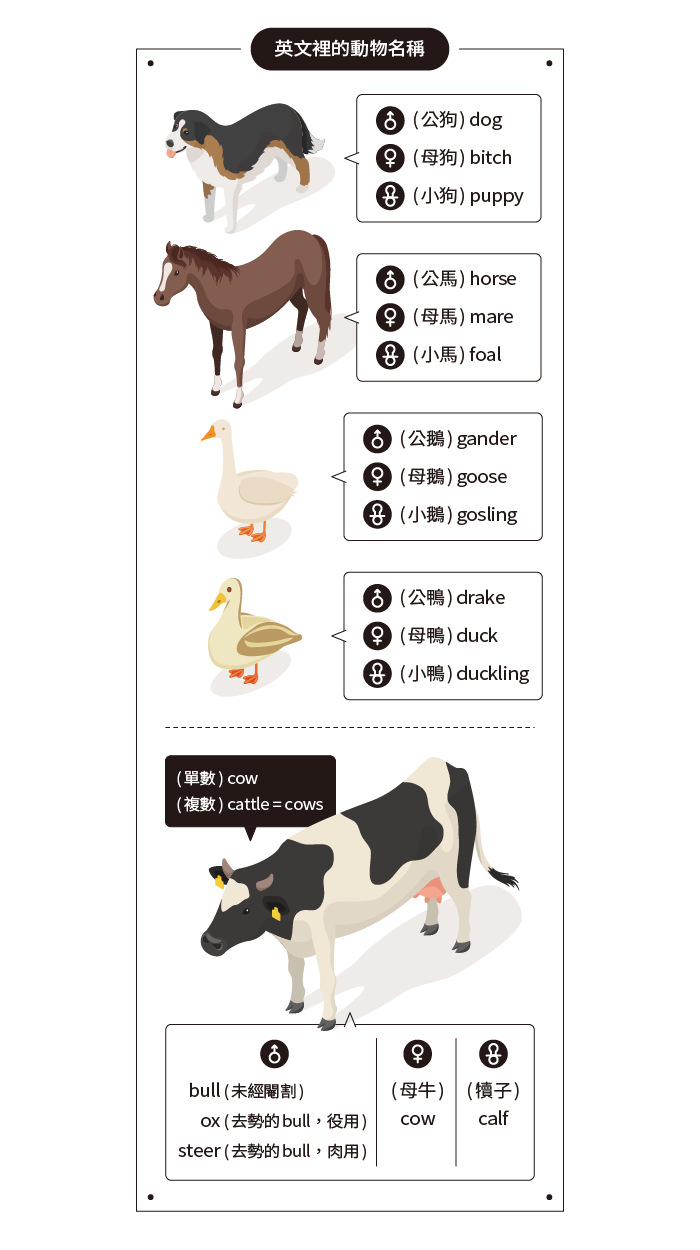 牛的英文怎麼唸 Cow Bull Ox差別與肉類Beef單字解析