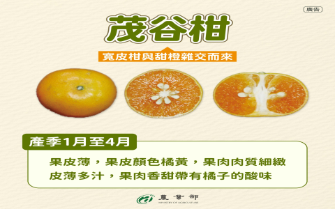 椪柑是橘子嗎 區分椪柑桶柑與茂谷柑 台灣柑橘品種產季介紹