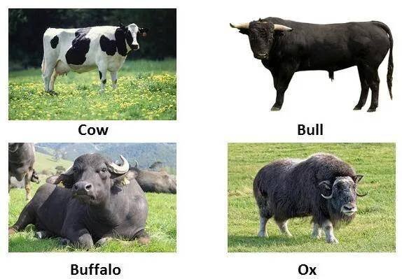 牛的英文怎麼唸 Cow Bull Ox差別與肉類Beef單字解析