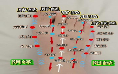 腳的部位名稱英文 Foot Anatomy 腳踝 腳底與腳趾單字