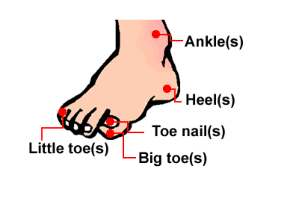 腳各部位名稱圖解 Foot Ankle Toe 腳底與腳踝英文單字