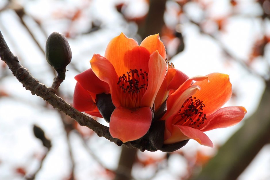 高雄市市花是什麼 木棉花英文Cotton Kapok介紹與象徵意義