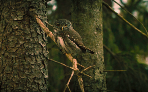 主格受格所有格代名詞表 I me my mine用法總複習