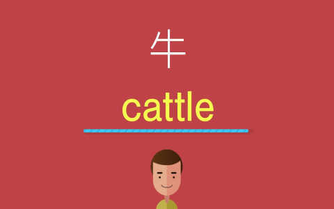 牛的英文怎麼唸 Cow Bull Ox差別與肉類Beef單字解析