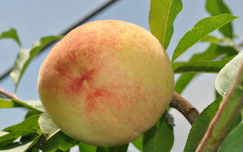 水蜜桃的英文Peach與Nectarine差別 甜桃與水蜜桃介紹