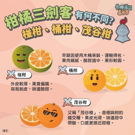 椪柑是橘子嗎 區分椪柑桶柑與茂谷柑 台灣柑橘品種產季介紹