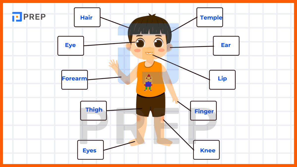 身體部位英文學習單下載 從頭到腳人體構造單字圖文對照表