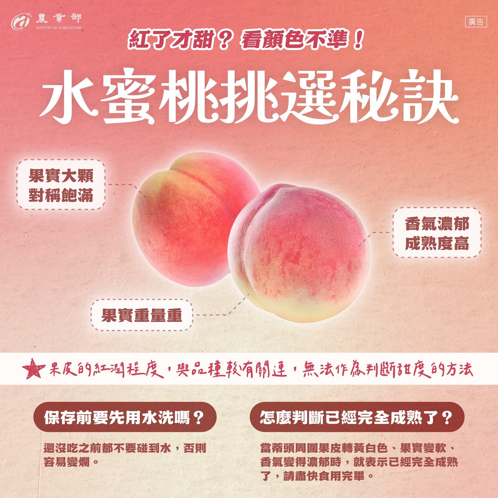 水蜜桃的英文Peach與Nectarine差別 甜桃與水蜜桃介紹