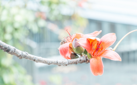 高雄市市花是什麼 木棉花英文Cotton Kapok介紹與象徵意義