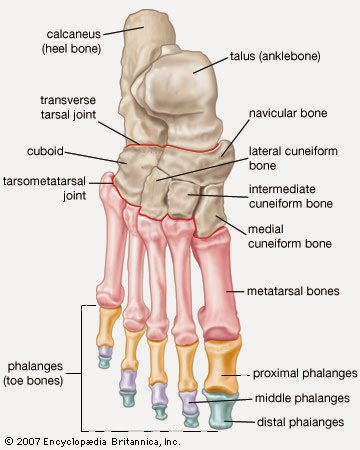 腳的部位名稱英文 Foot Anatomy 腳踝 腳底與腳趾單字